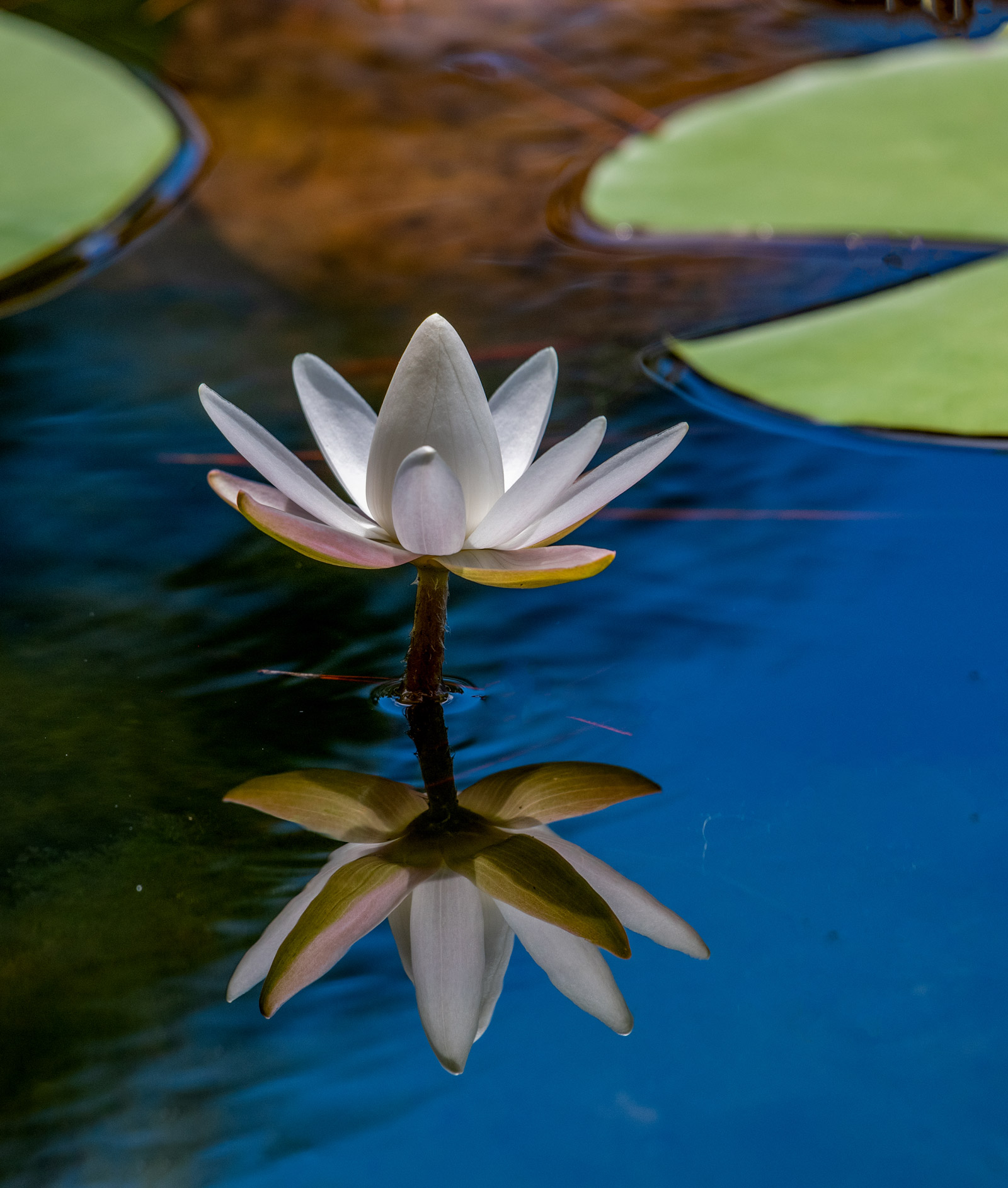 Fang Shen - World Photography Day Westshore Alliance